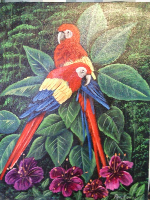 Macaw / Rainforest Beauty